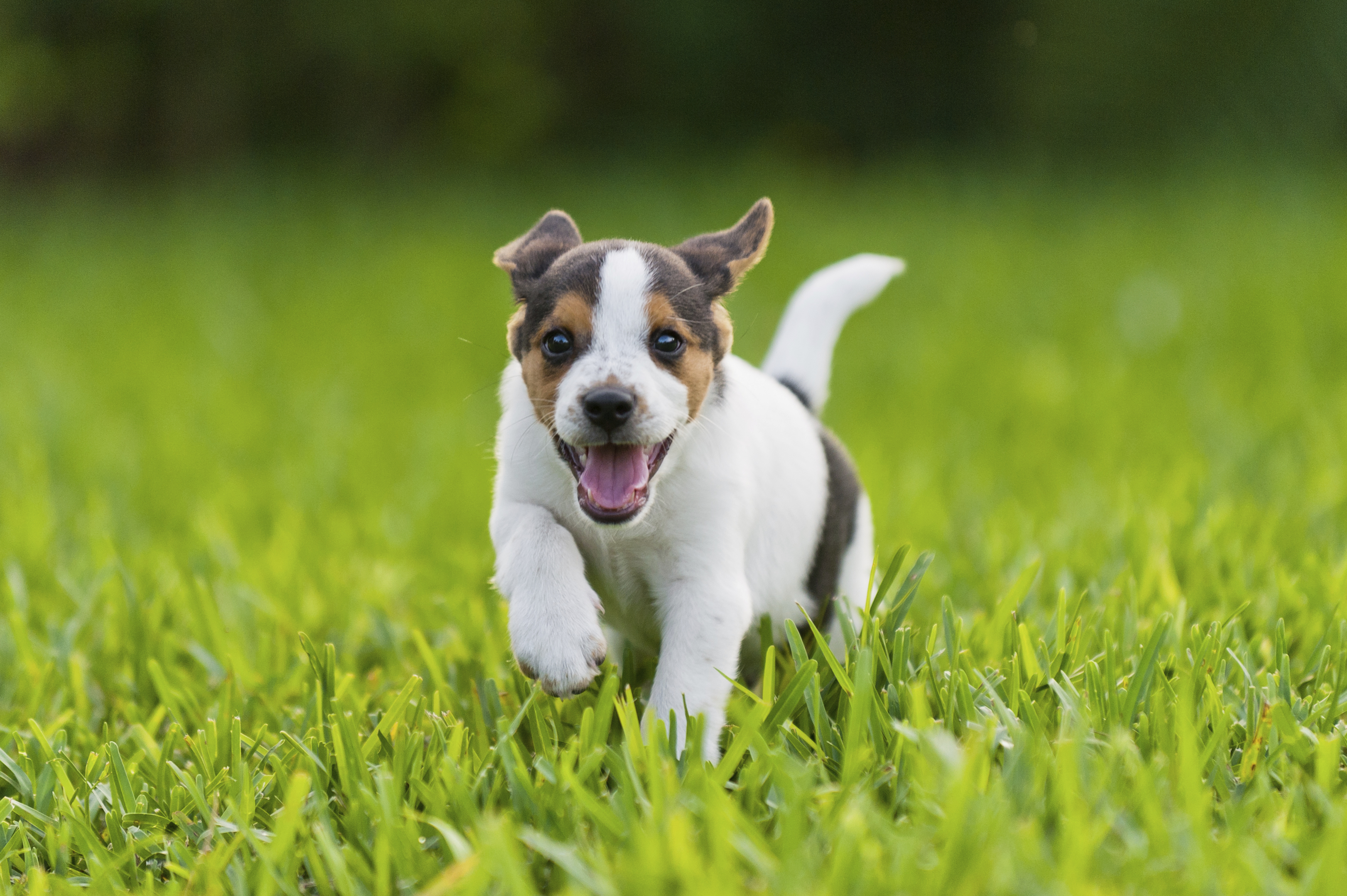 Stow set to open Bow Wow Beach for dogs