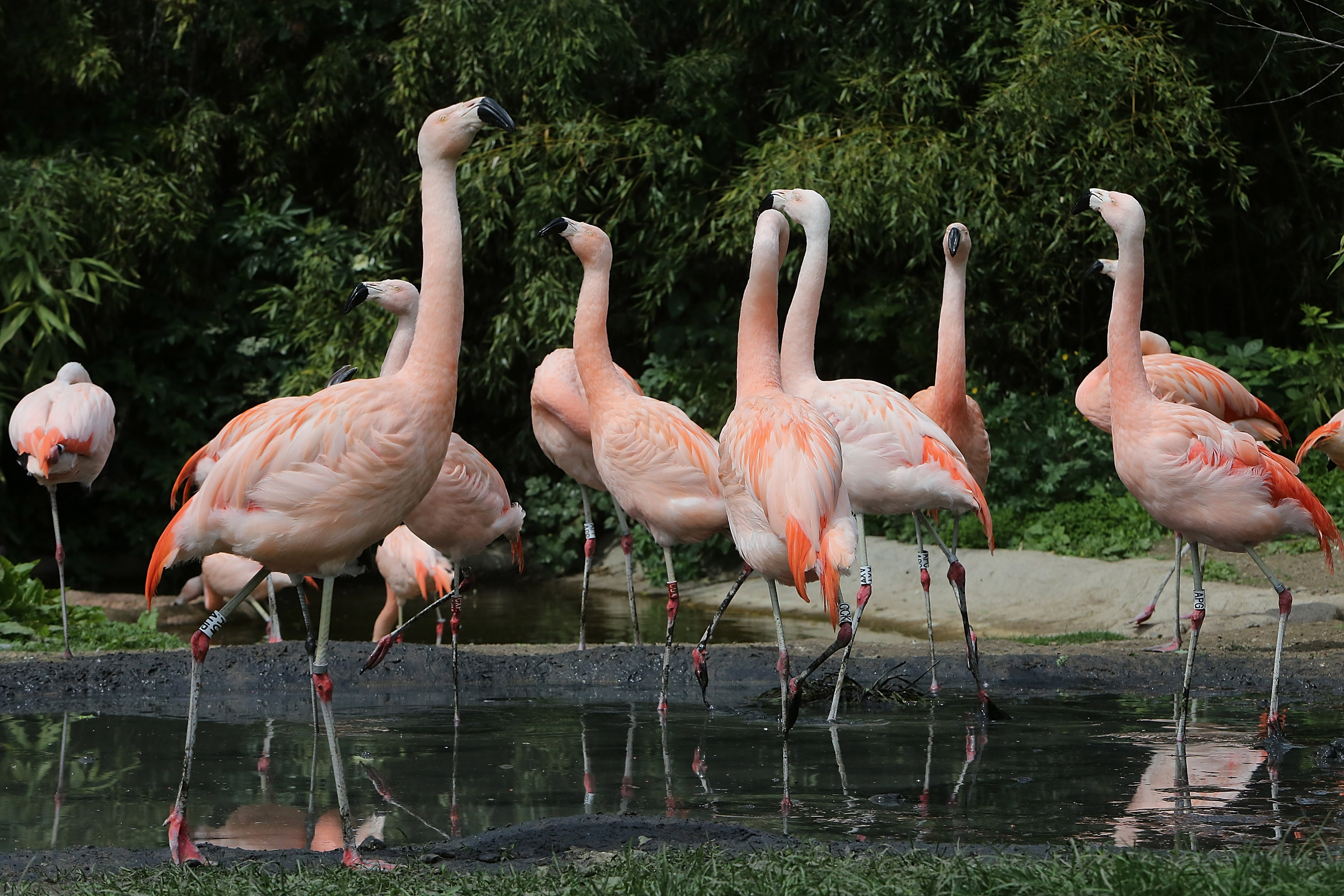 Toledo Zoo using own water amid Lake Erie toxin | wkyc.com