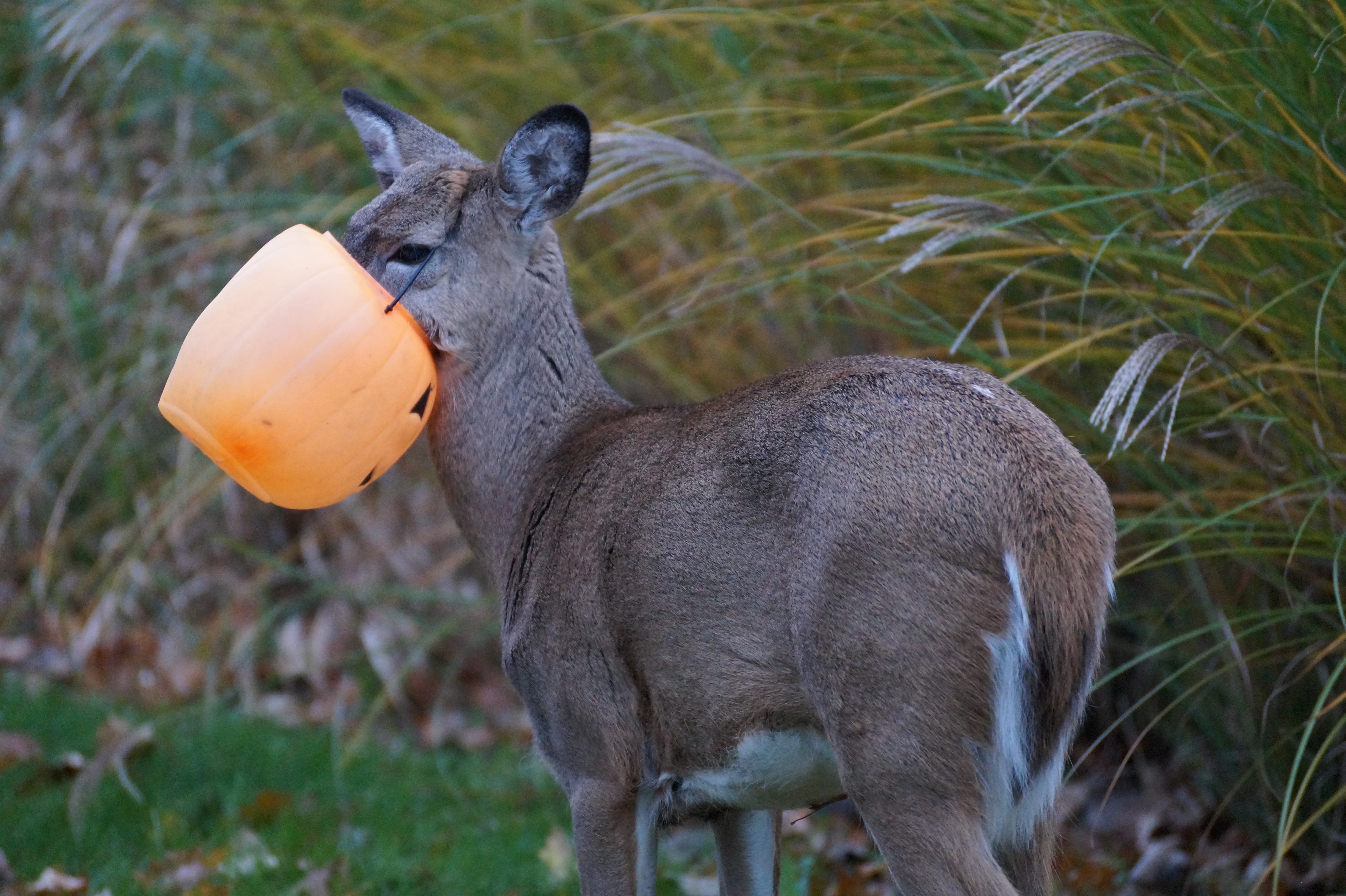 Do deer on sale eat pumpkins