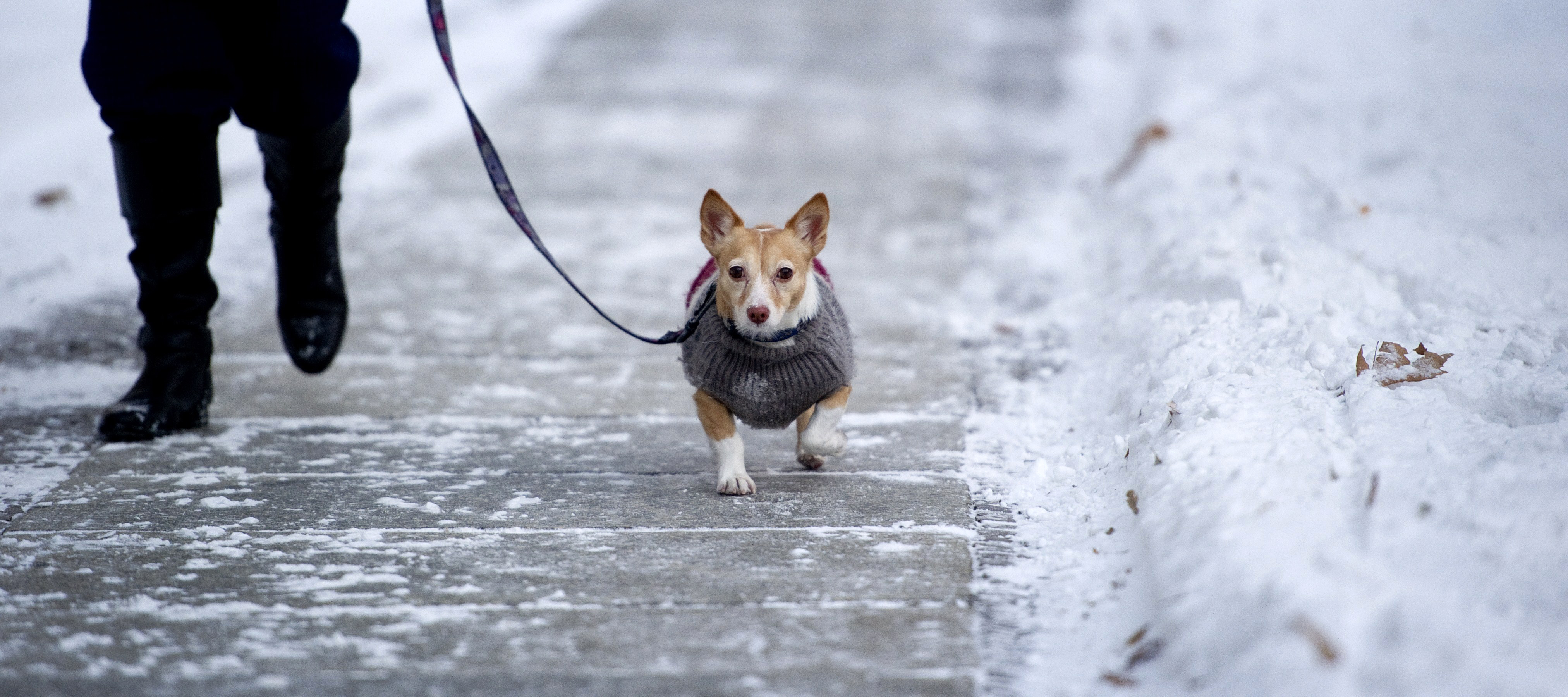 tips-for-protecting-animals-during-cold-weather-spells-wkyc