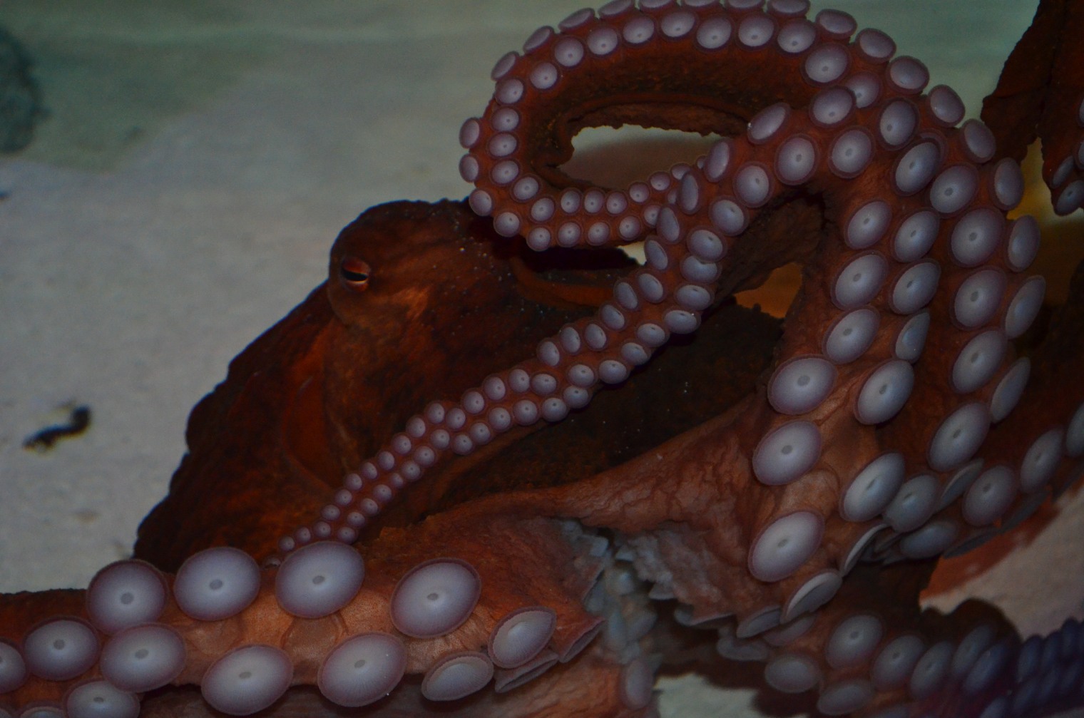 Octopus at Akron Zoo picks Cora as its name 