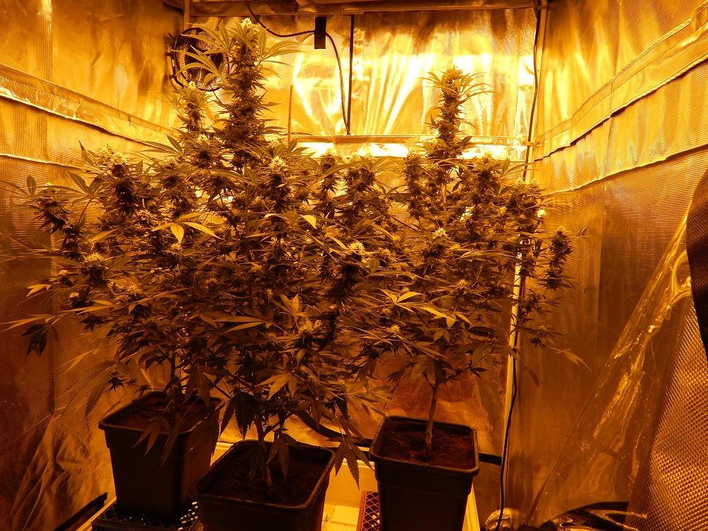 Officials Nab Pot Growing Operation In Akron 