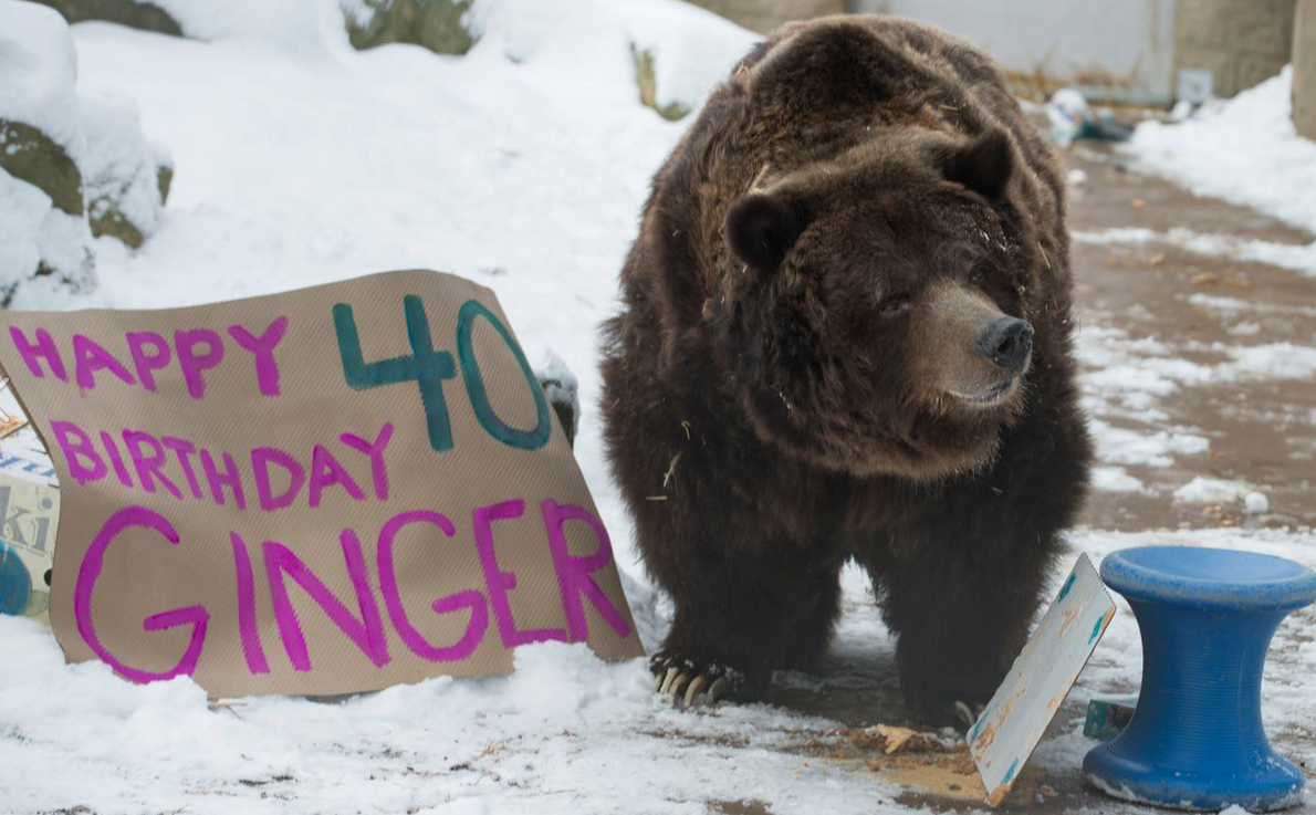 Columbus Zoo mourns loss of 40-year-old grizzly bear | wkyc.com