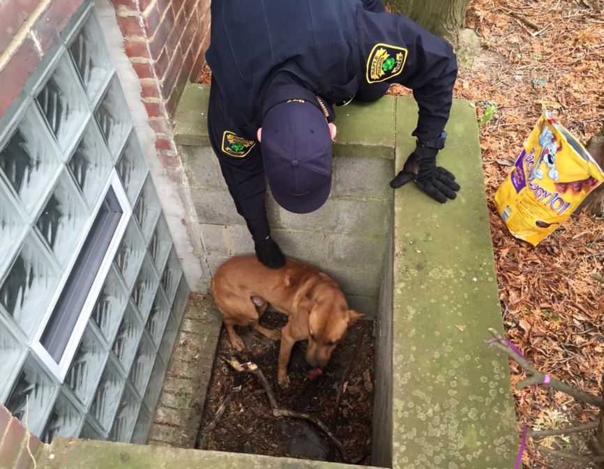 Cuyahoga County dog warden rescues dog in Maple Heights