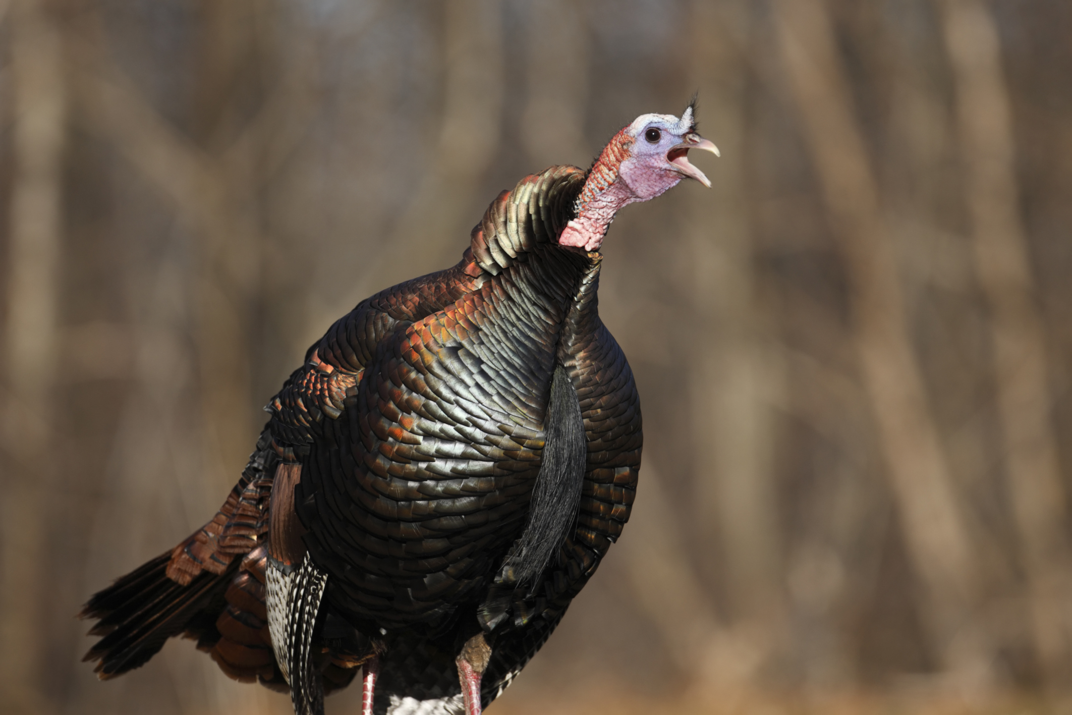 Ohio's wild turkey season opens for hunters this month