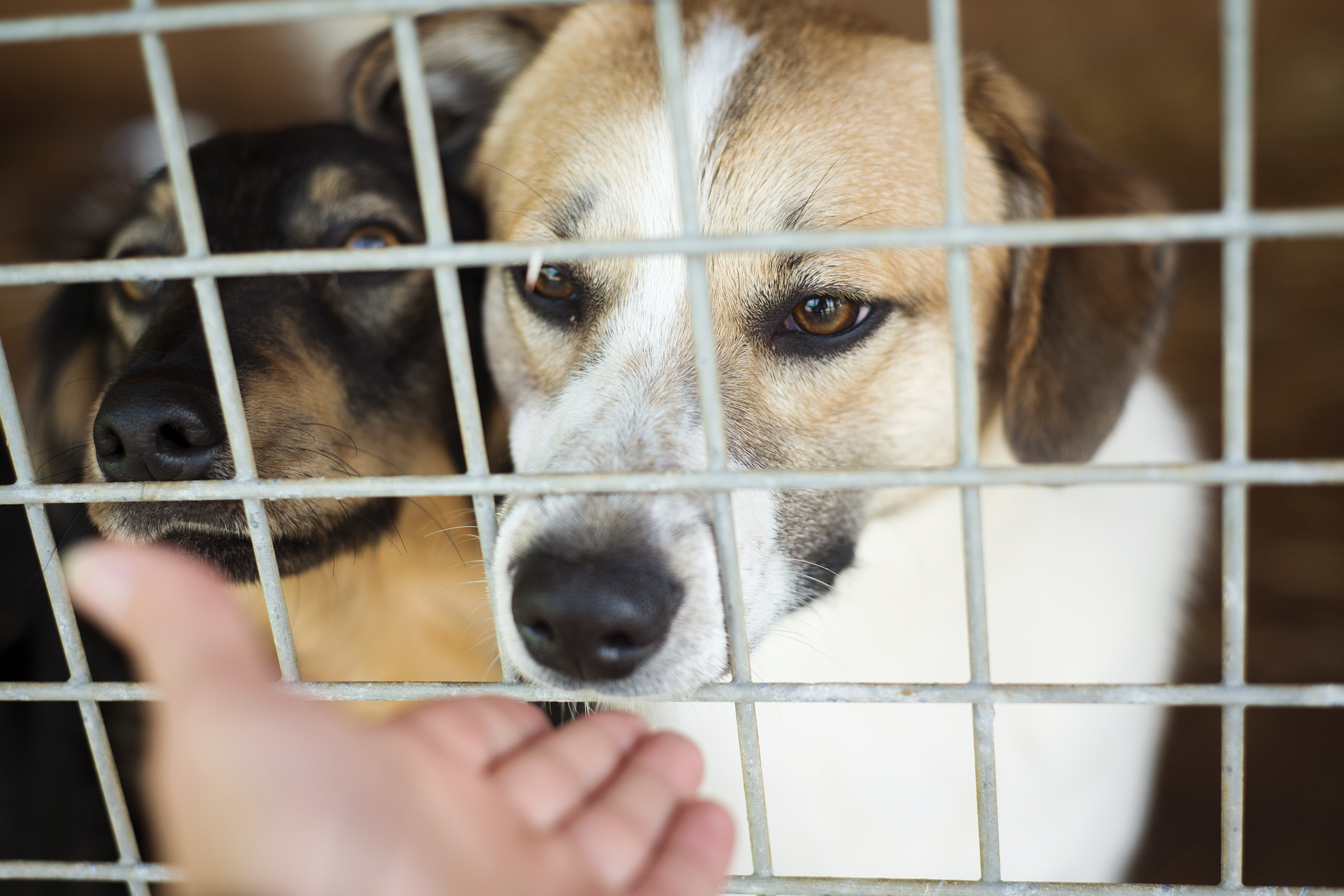 Local animal shelters, rescue agencies part of national