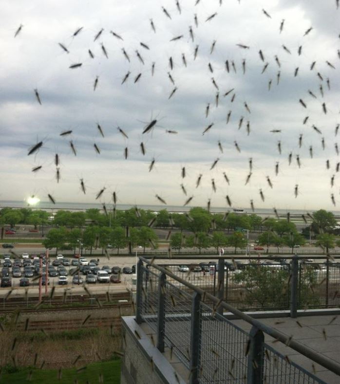 Midges swarm field in Cleveland during Astros-Indians game