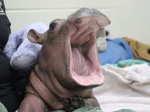 Cincinnati Zoo's hippo baby Fiona is movin' on up: photos - WKYC-TV