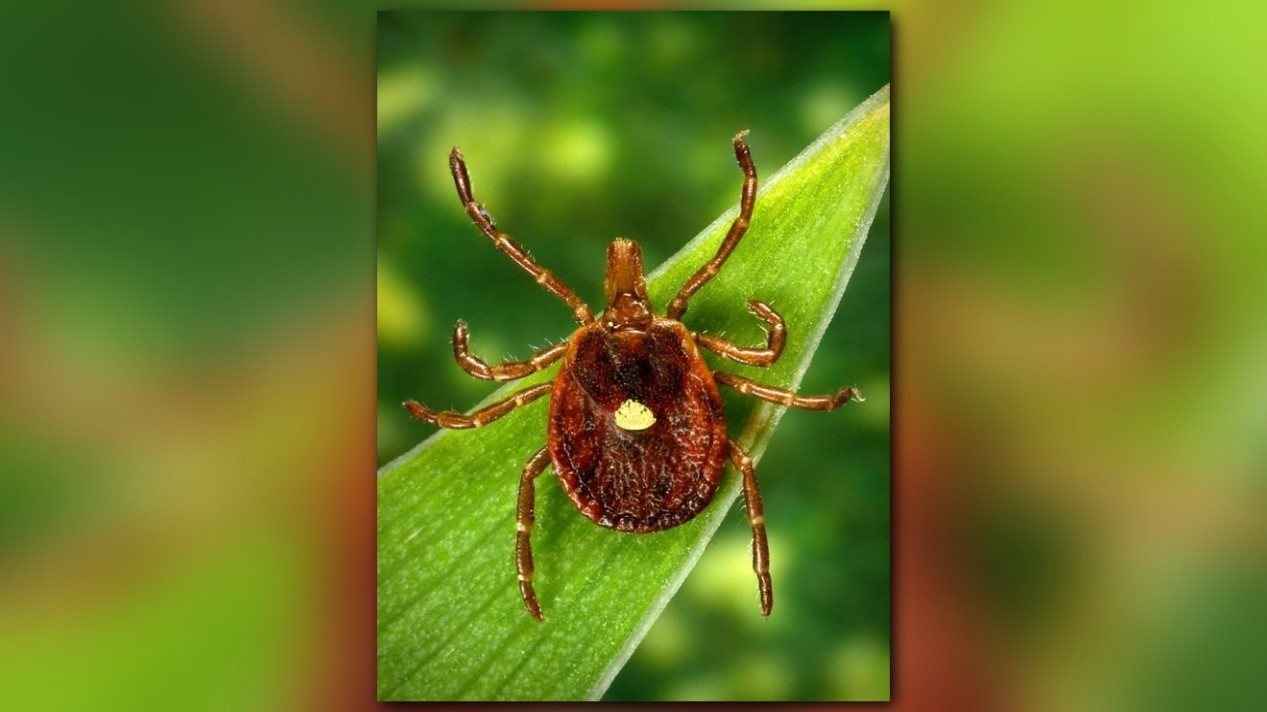 lone star tick bites