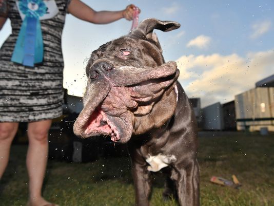 Neapolitan mastiff store next to horse