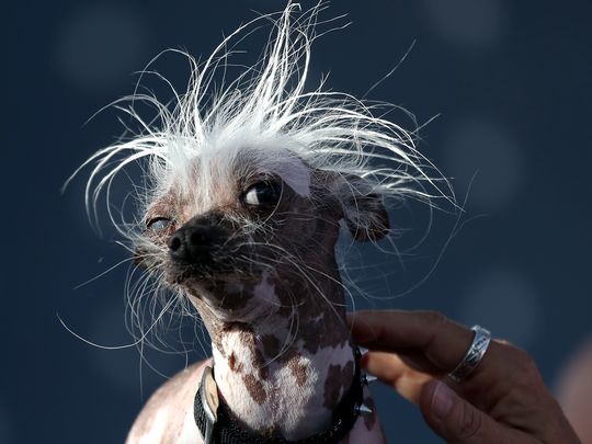 World's Ugliest Dog: This gassy Neapolitan Mastiff named Martha