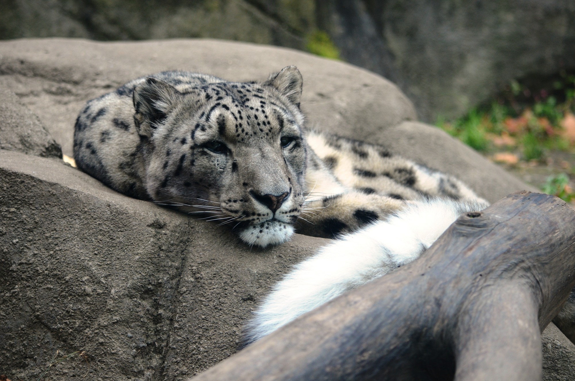 14-year-old snow leopard dies from cancer at Akron Zoo | WKYC.com