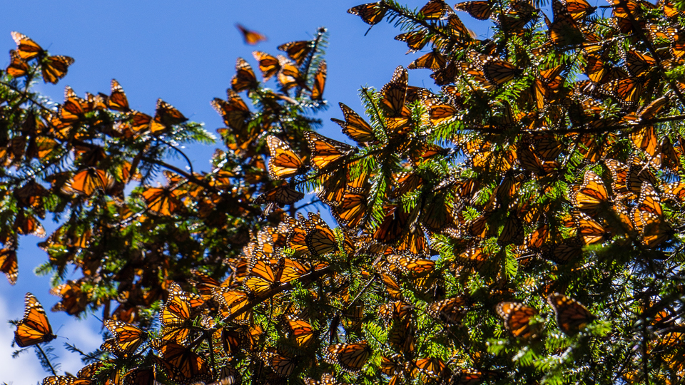 Mexico says monarch butterflies survive severe cold snap | wkyc.com