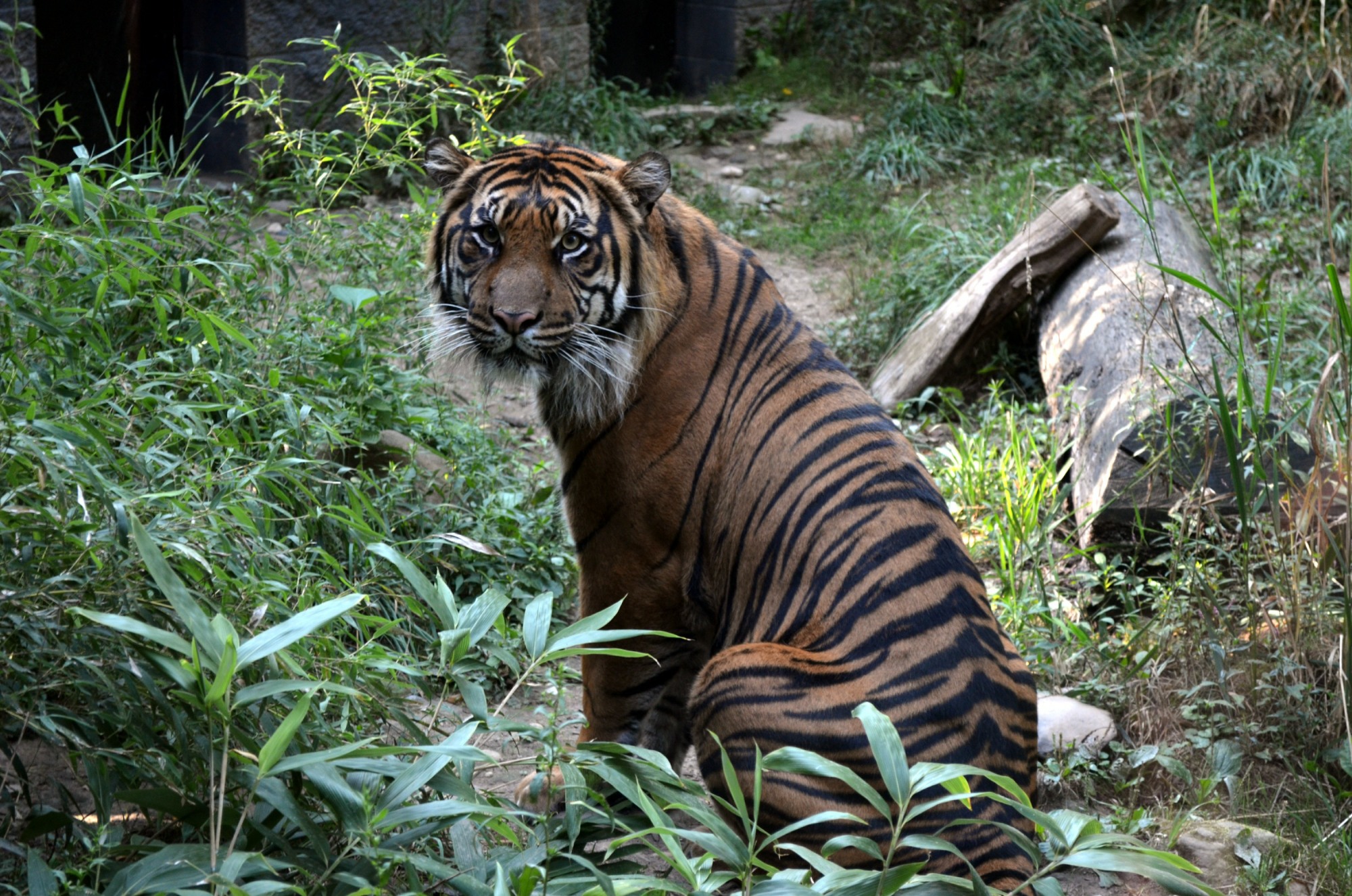 Tiger passes away at Akron Zoo | wkyc.com